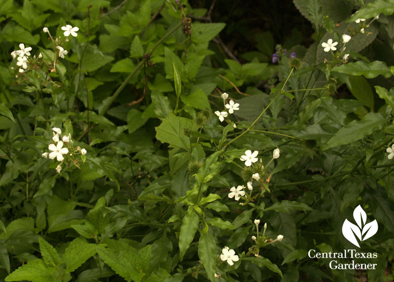 Plumbago scandens