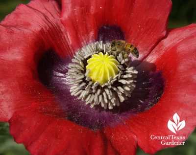 Bee in poppy