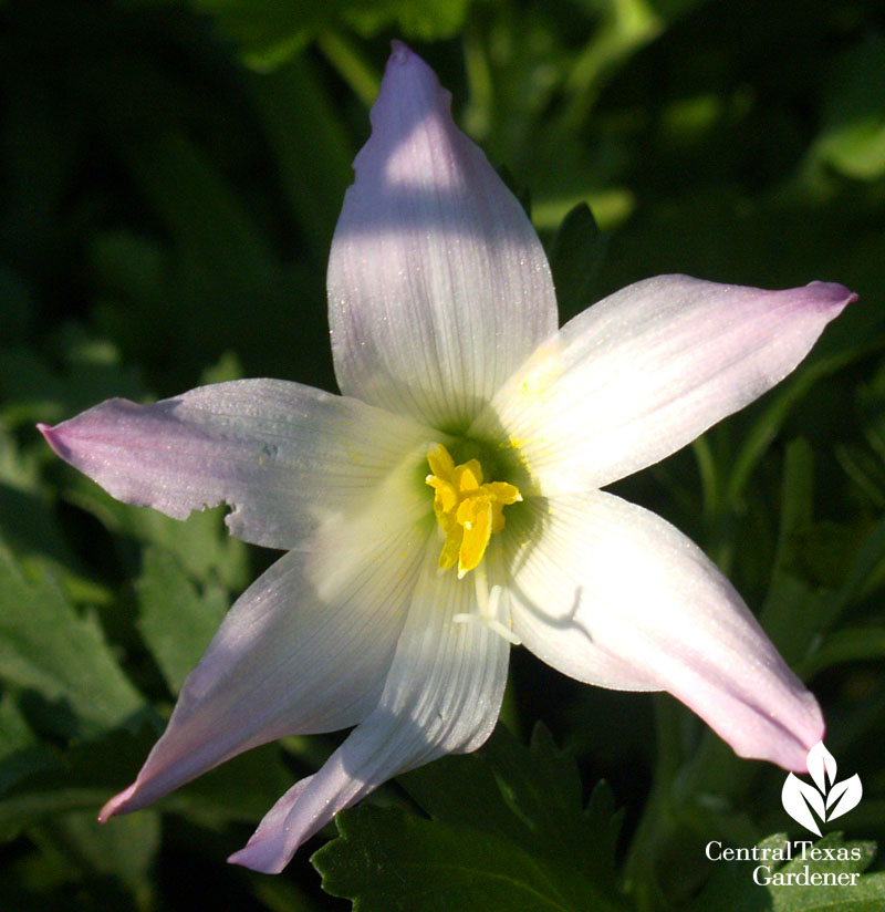 rain lily Habranthus robustus