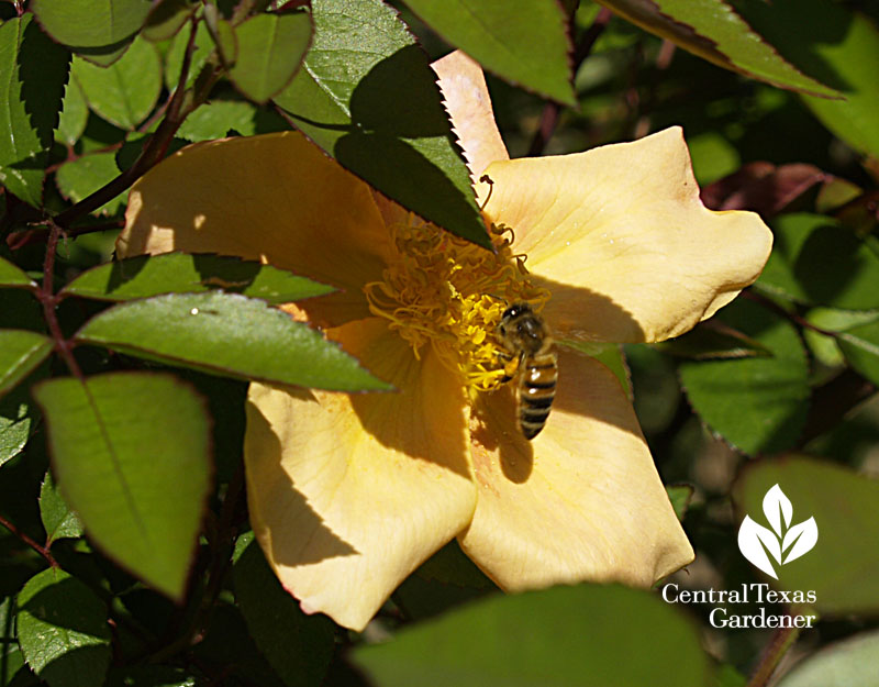 Rose mutabilis with bee