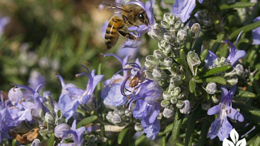 Rosemary flowers with bees