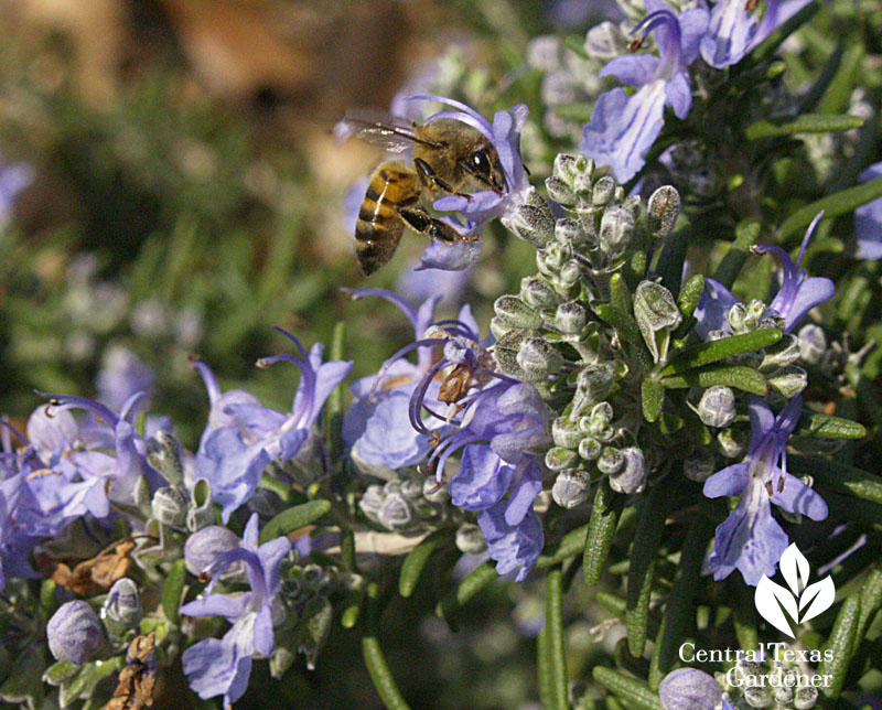 Rosemary flowers with bees