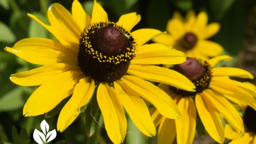 Black-eyed Susan Rudbeckia hirta