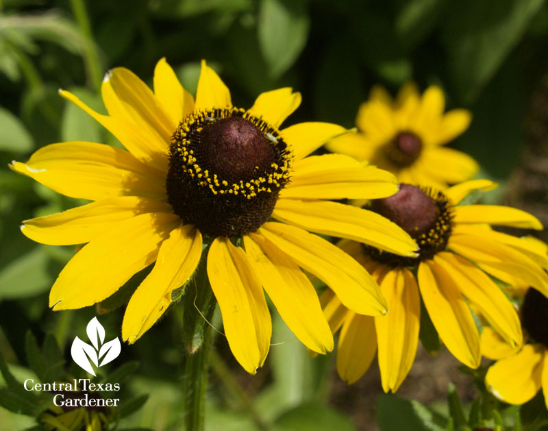 Black-eyed Susan Rudbeckia hirta 