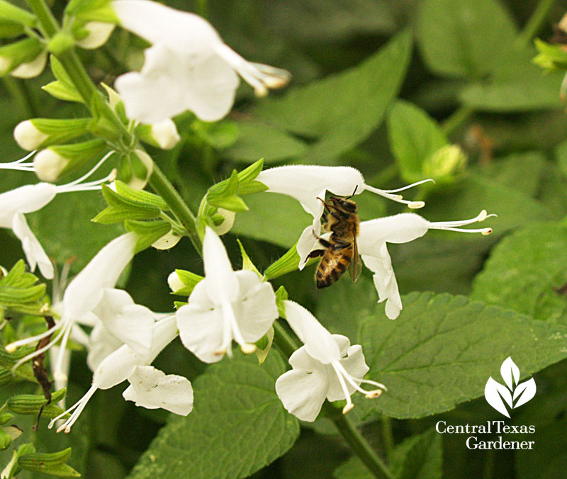 Salvia coccinea with bee 