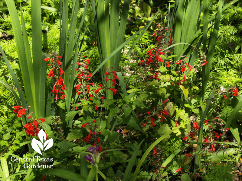 Salvia coccinea with spuria iris 