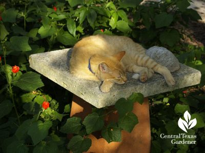 Turk's cap near Sam's cat perch