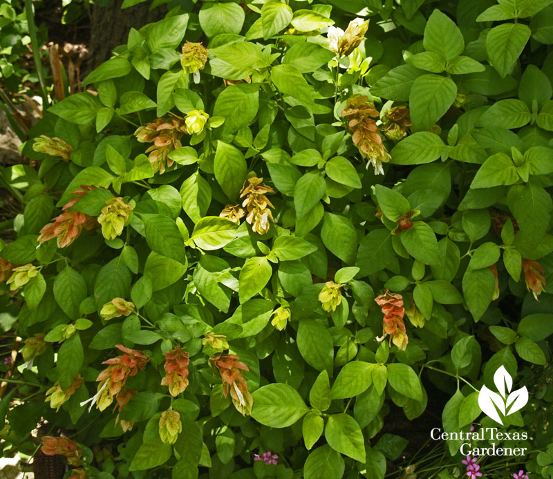 Shrimp plant