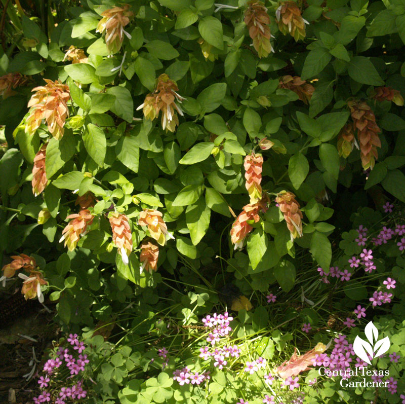 Shrimp plant and oxalis