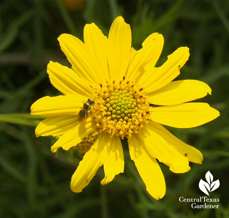 Skeleton-leaf goldeneye daisy with beneficial wasp