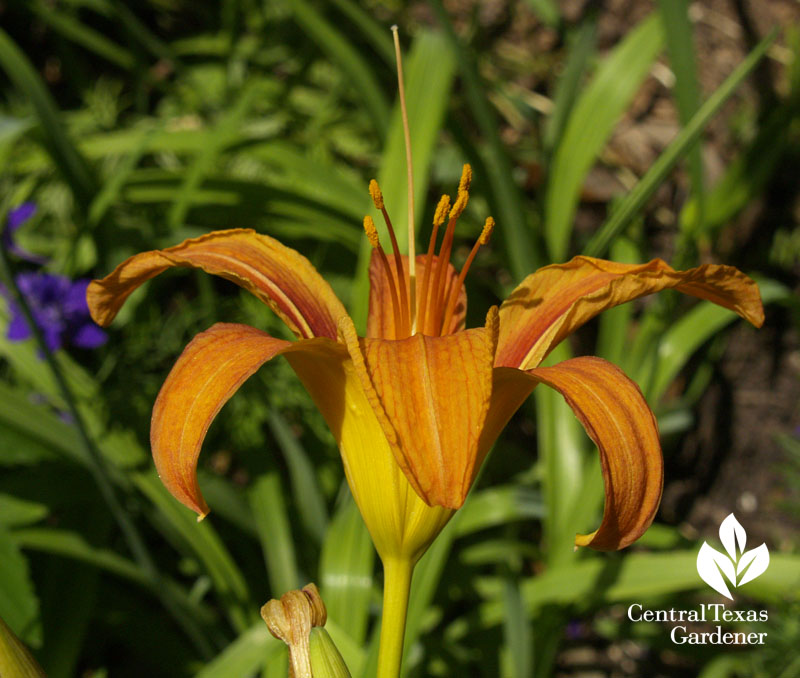 Tawny daylily 