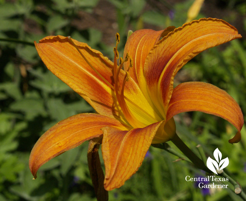 'Tawny' daylily 