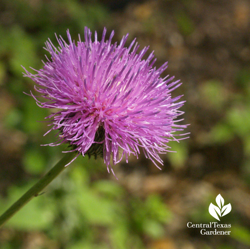 Star thistle/American basket-flower (Centaurea Americana)