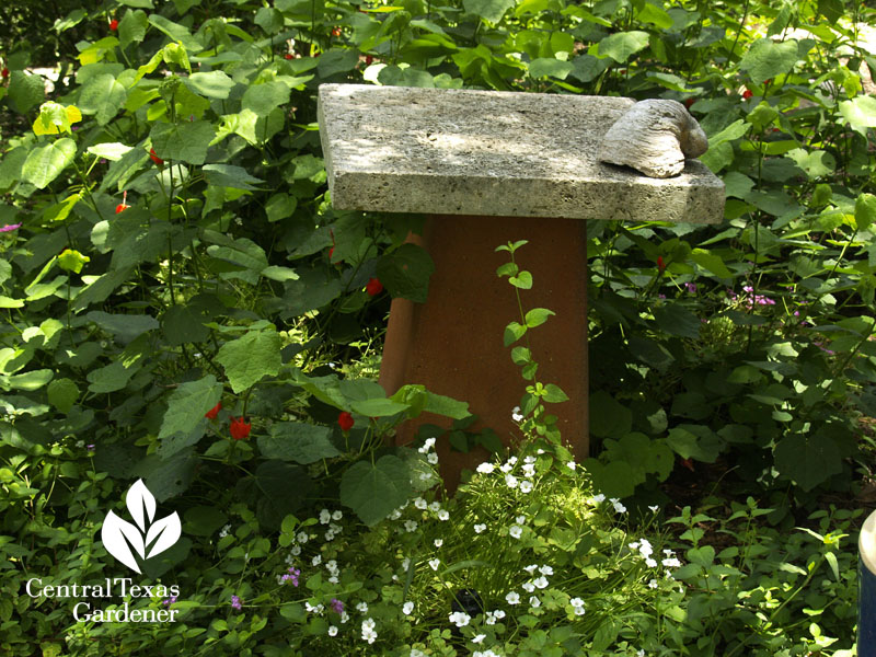 Turk's cap and white oxalis 