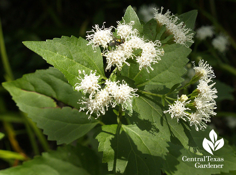 hite mistflower (Ageratina havanensis or Eupatorium havanense)