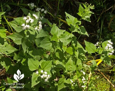 shrubby boneset white mistflower