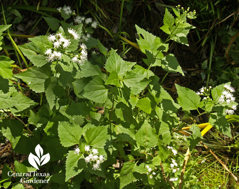 white mistflower Ageratina havanensis