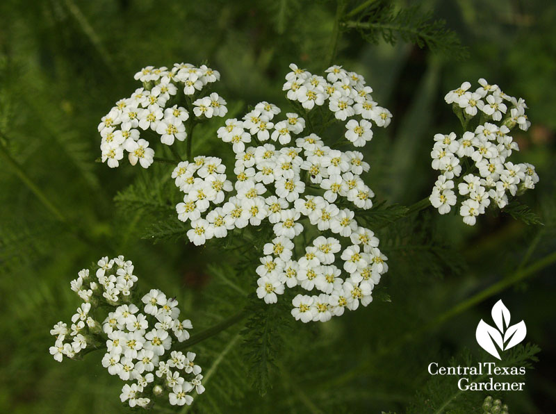 White yarrow (Achillea millfolium)