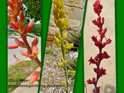 Red yucca colors by Bob Beyer