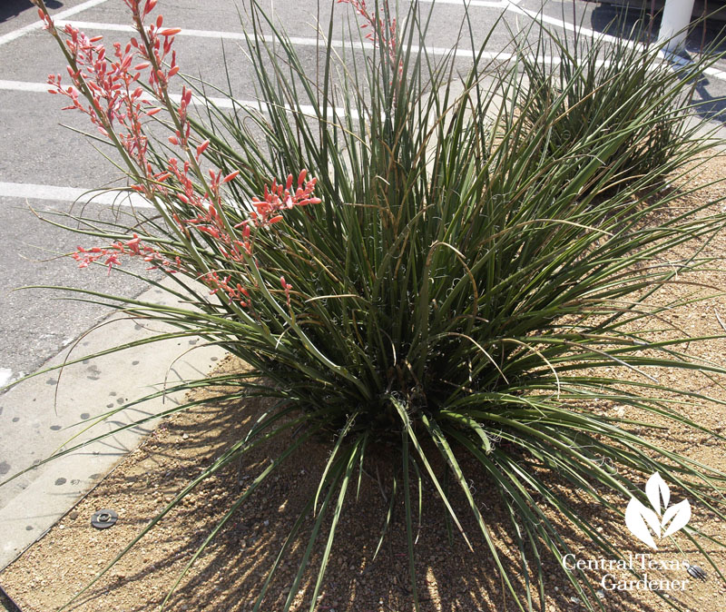 Red yucca in parking lot island