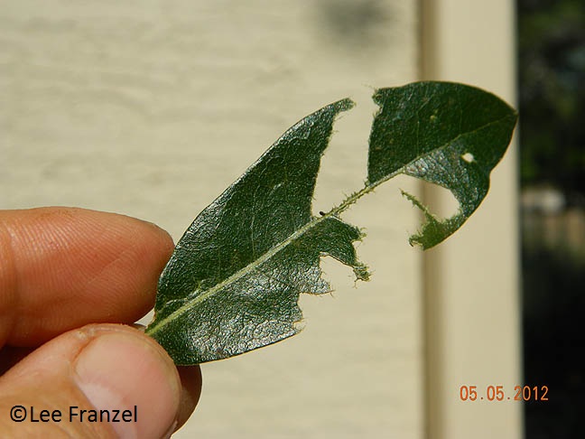 Katydid damage live oak (c) Lee Franzel Katydid damage live oak (c) Lee Franzel