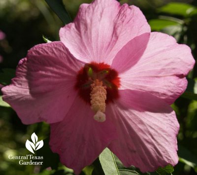 Pink althea, Rose of Sharon