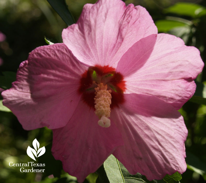 Pink althea, Rose of Sharon 