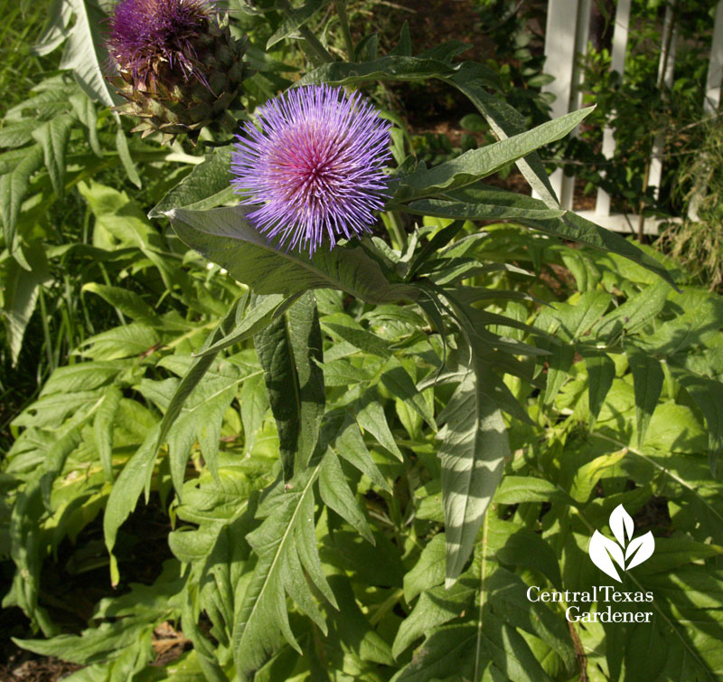 artichoke flower