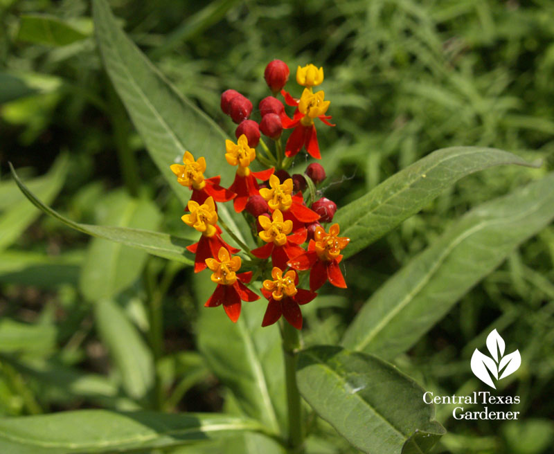 Asclepias curassavica