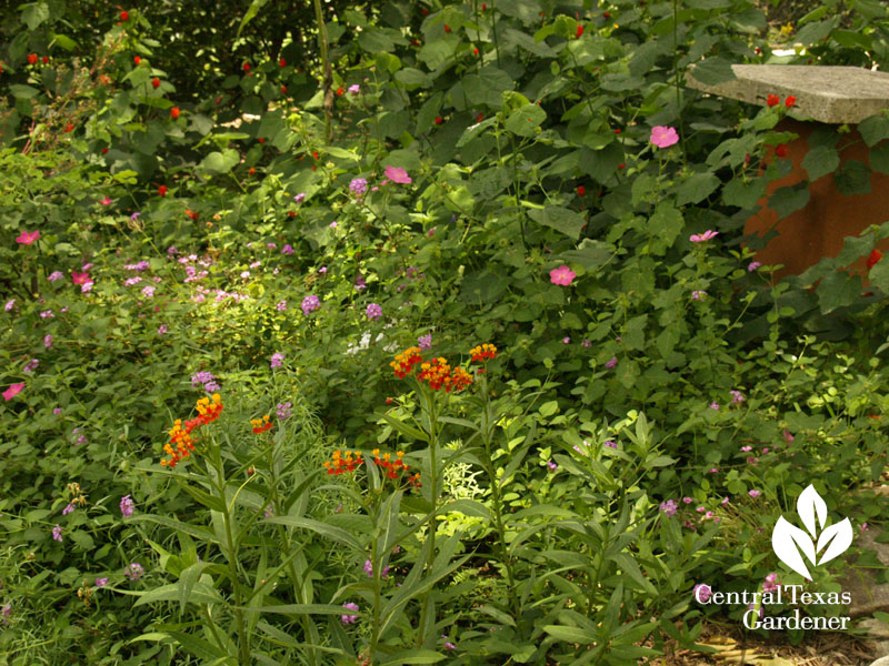 Milkweed, Turk's cap, rock rose, lantana 