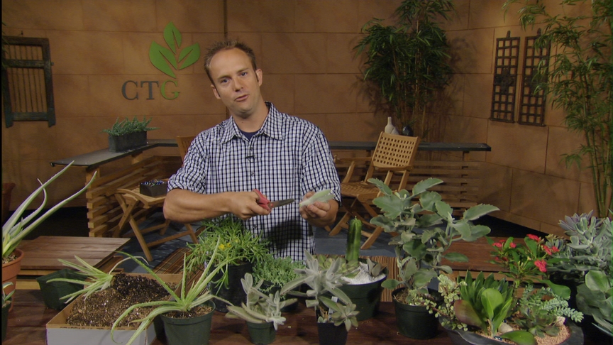 Eric Pedley divide succulents