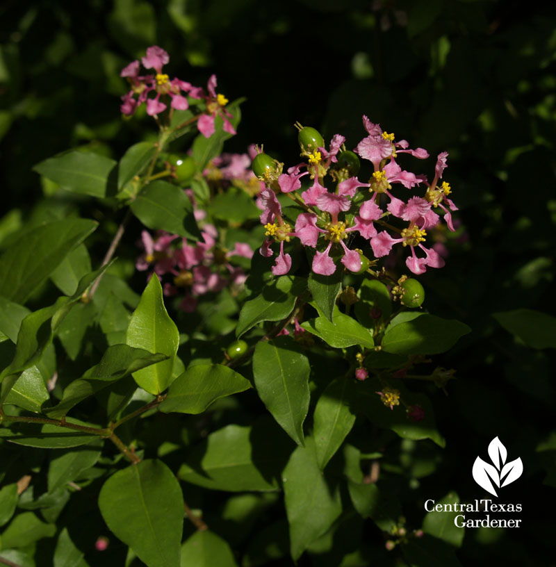 Barbados cherry flowers 