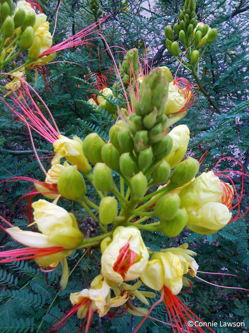 Yellow bird of paradise Caesalpinia gilliesii