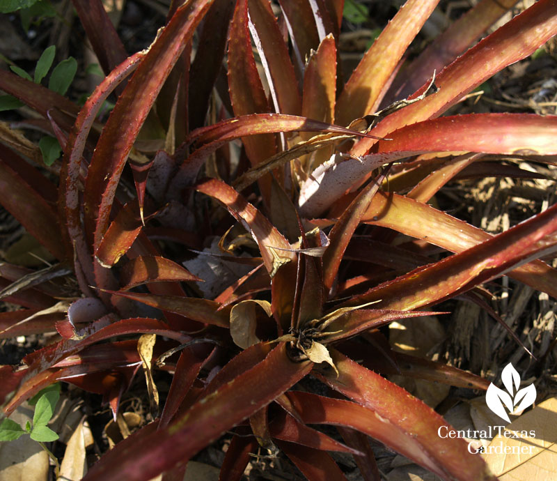 Red billbergia 