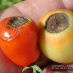 Tomato blossom end rot Galveston Texas AgriLife