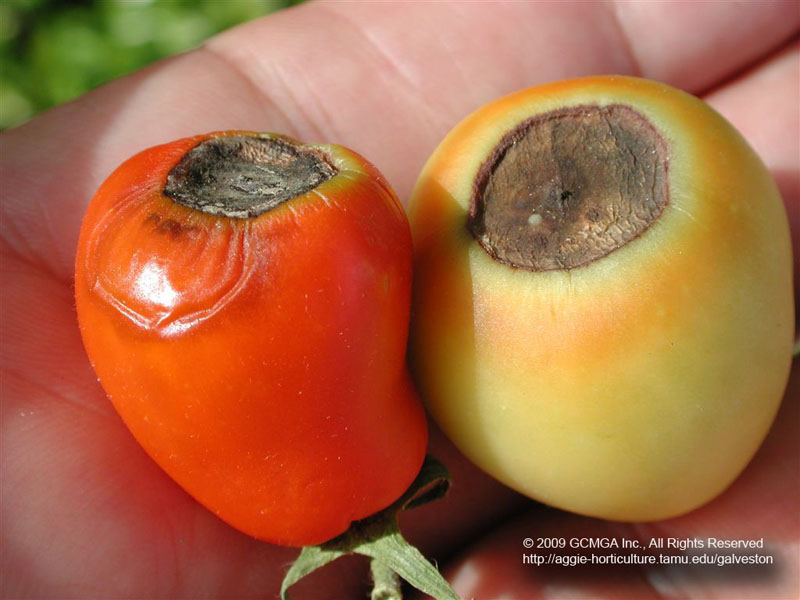 Tomato blossom end rot Galveston Texas AgriLife