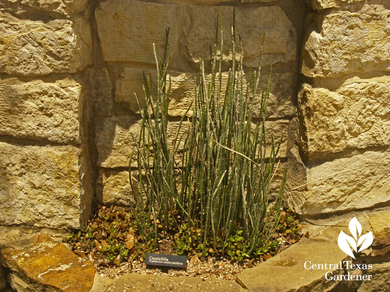 Candellia at Lady Bird Johnson Wildflower Cent 