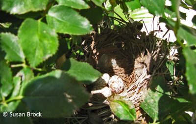 cardinal nest in Knock Out rose