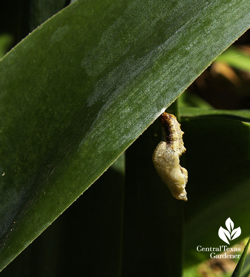 Gulf Fritillary chrysalis on manfreda