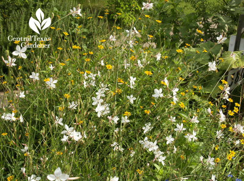 Gaura with Zexmenia 