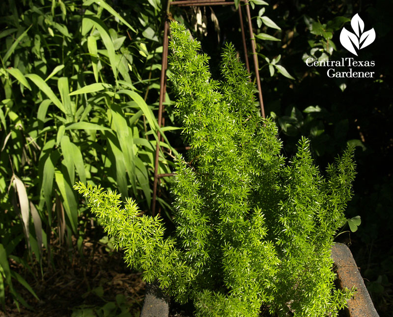 Foxtail fern and inland sea oats