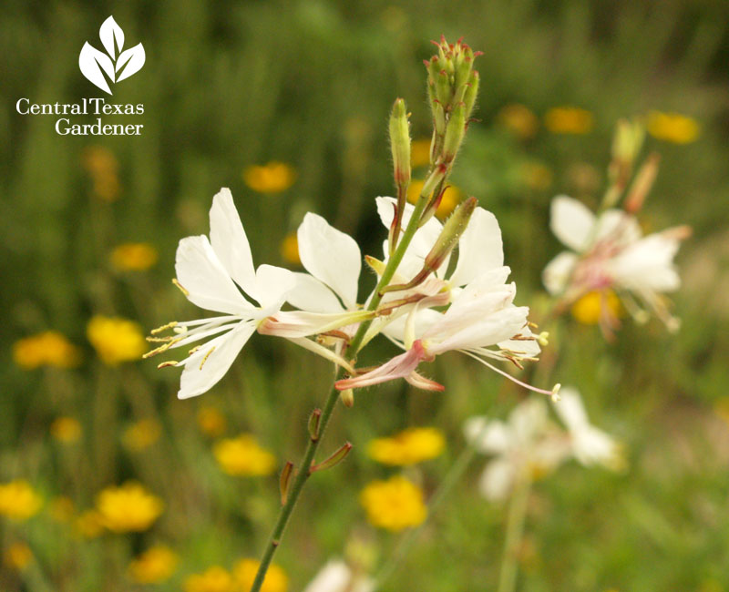 Gaura lindheimeri Gaura lindheimeri