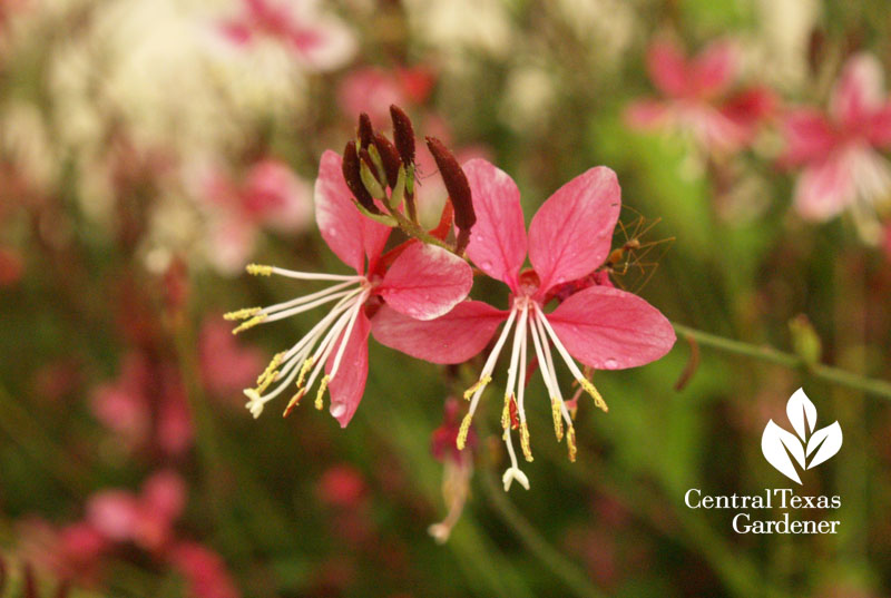Gaura lindheimeri 'Siskiyou Pink' Gaura lindheimeri 'Siskiyou Pink'