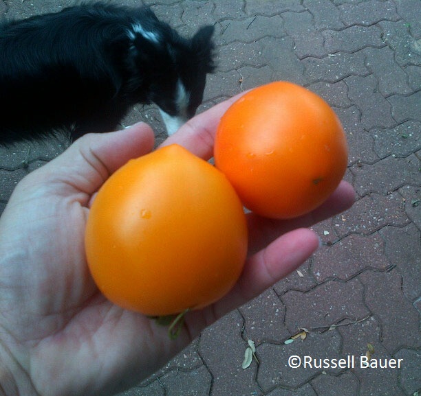 homegrown tomatoes