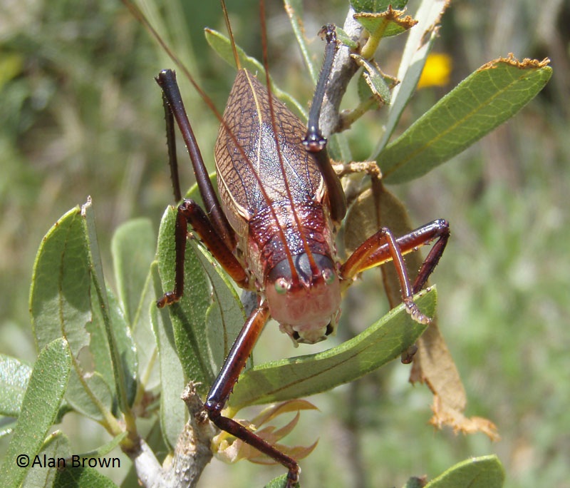 Katydid (c) Allan Brown Katydid (c) Allan Brown
