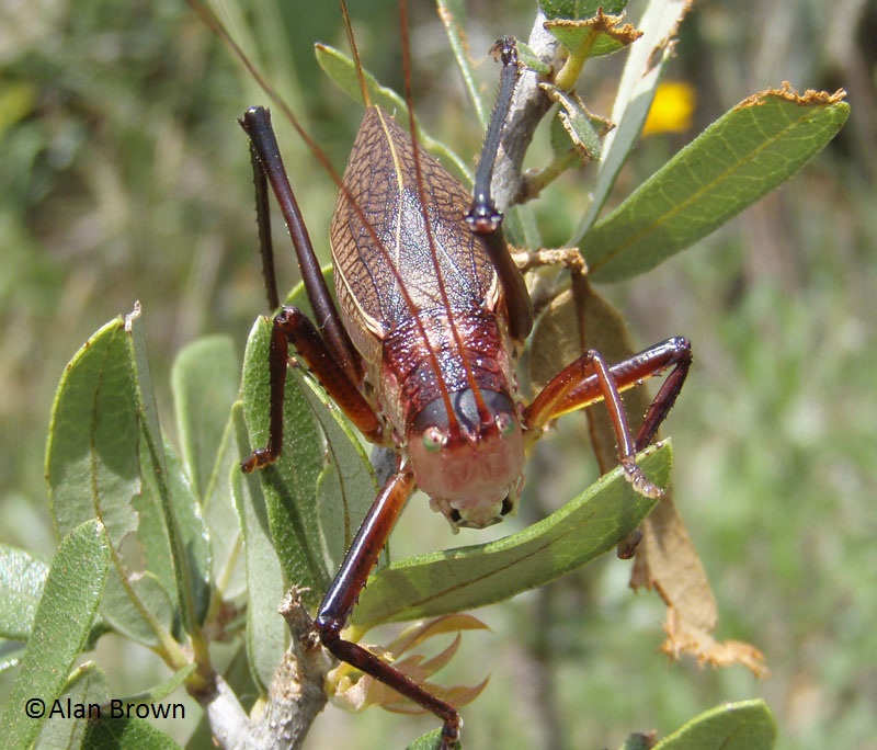 Katydid (c) Allan Brown 