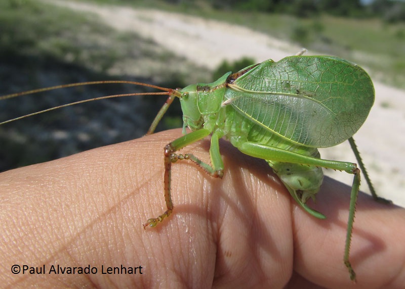 Katydid © Paul Alvarado Lenhart