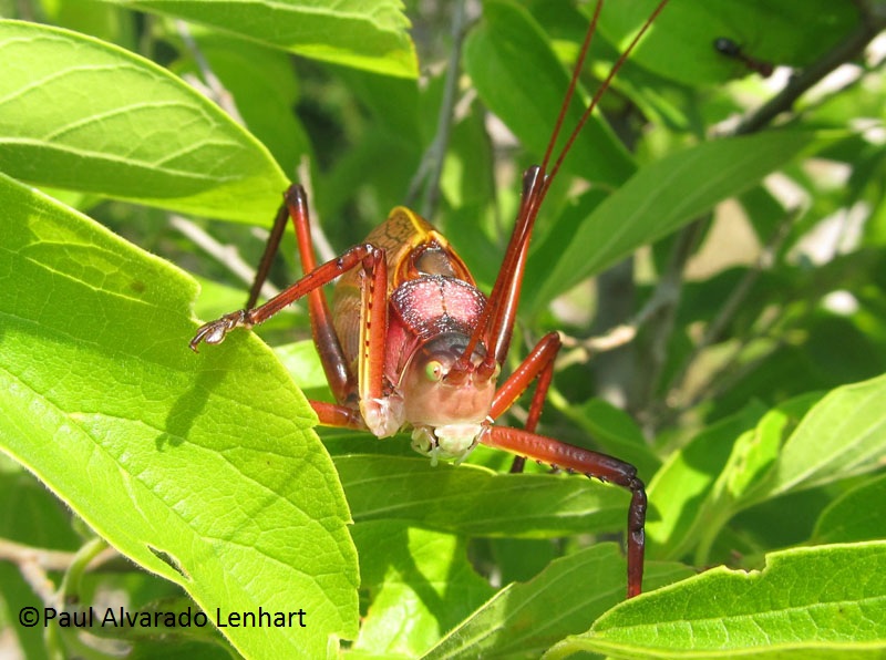Katydid red form © Paul Alvarado Lenhart Katydid red form © Paul Alvarado Lenhart