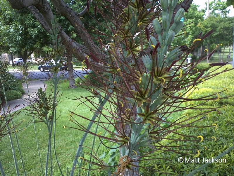 Manfreda virginica flower buds