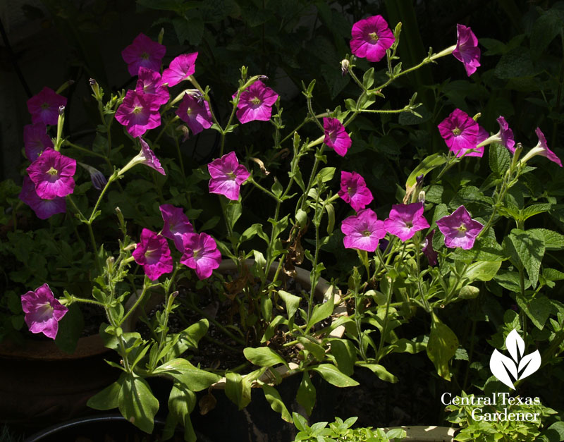 Old-fashioned pink petunias 